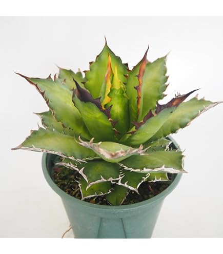 Amazon｜アガベ チタノタ 凱撒(シーザー)/ Agave titanota 'Caesar